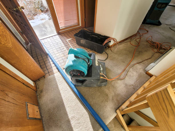 Best Water damage contractors near me  in Princevle, IL