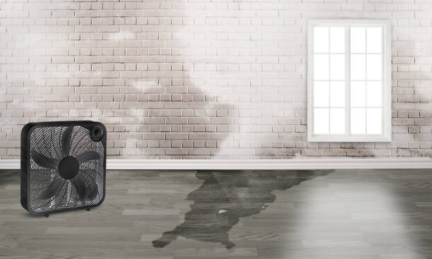 Best 24/7 water damage repair  in Princevle, IL